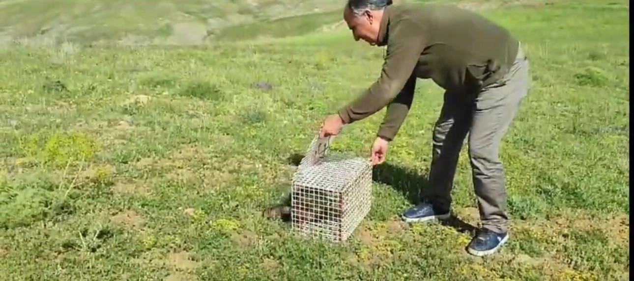 Dev çukurda mahsur kalan Sarsar kurtarıldı
