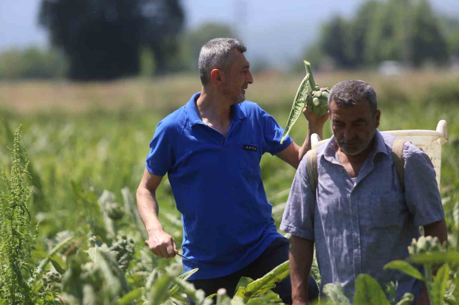 (Özel) Coğrafi tescilli Hasanağa enginarında rekolte yarıya düştü
