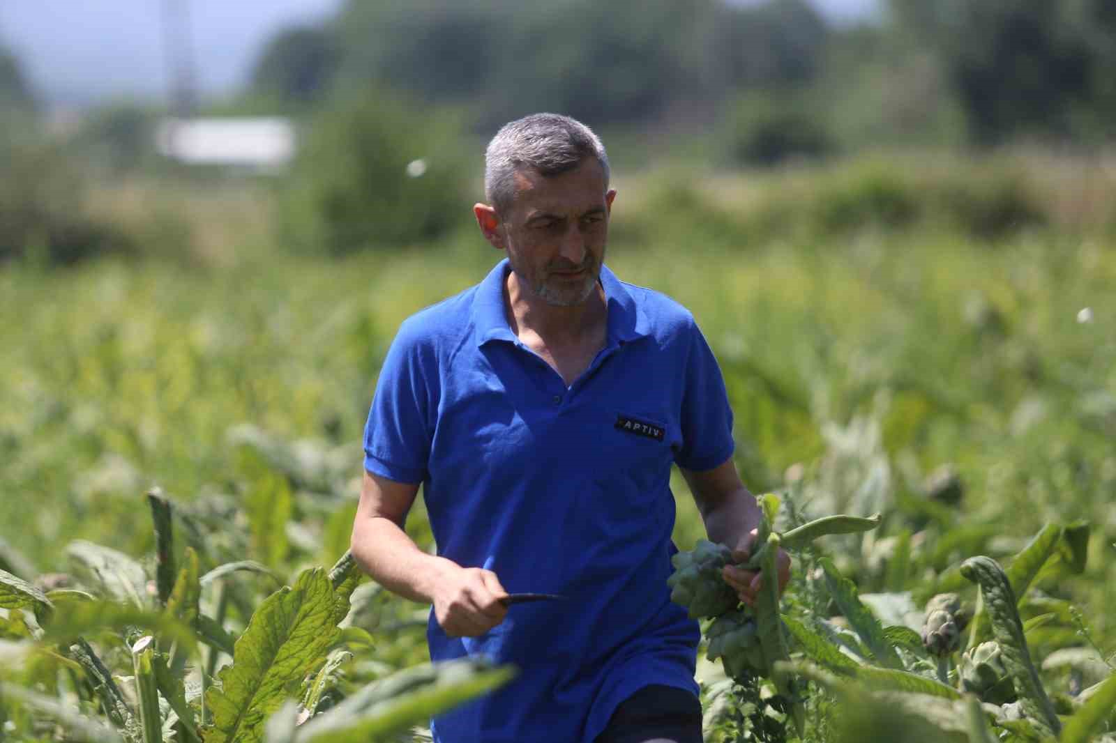 (Özel) Coğrafi tescilli Hasanağa enginarında rekolte yarıya düştü
