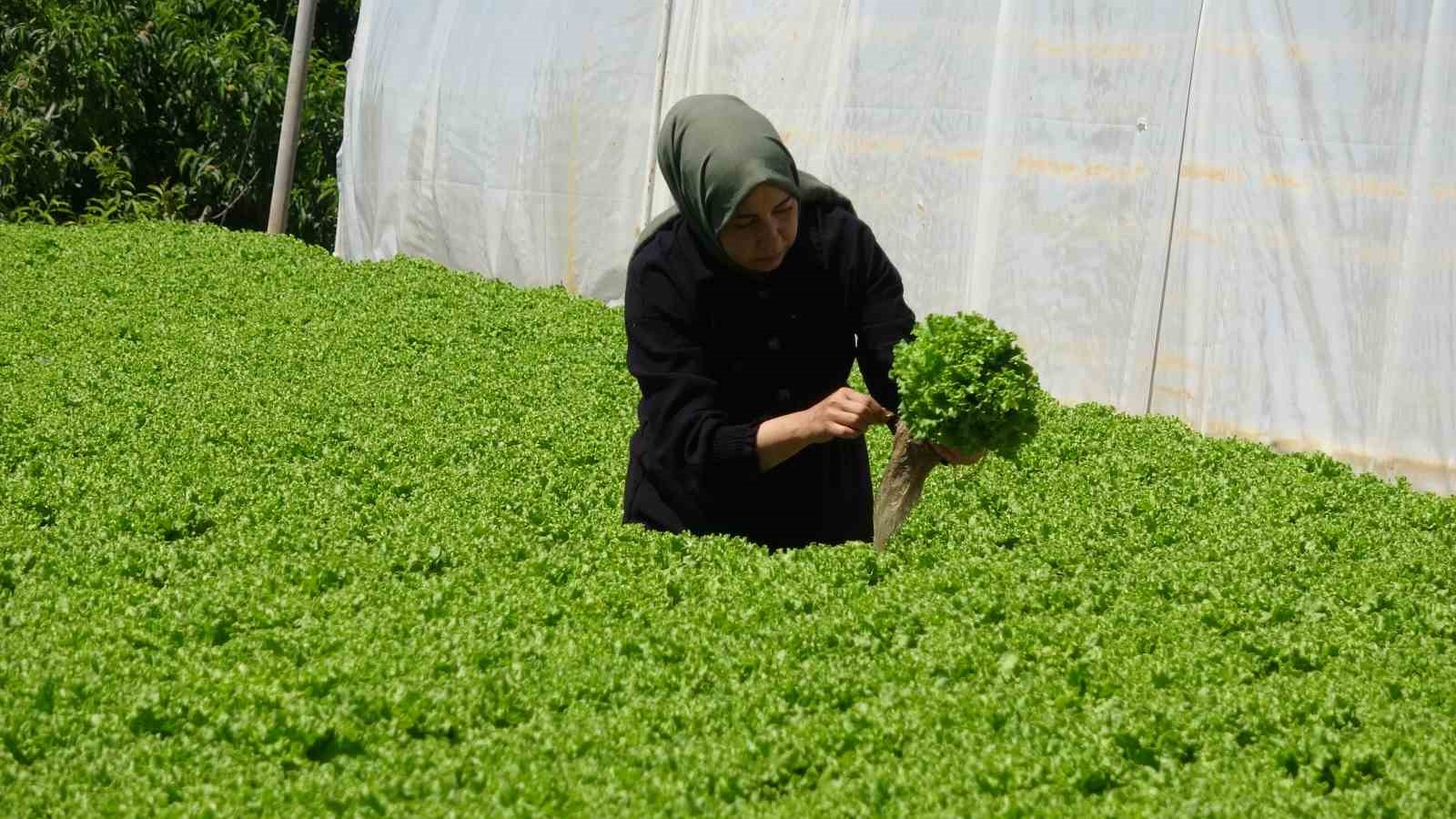 Topraksız tarımla 26 günde salatalık, 30 günde marul üretiyor
