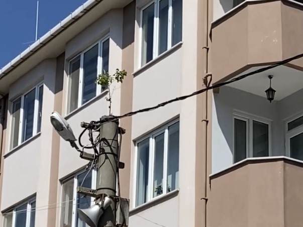 Elektrik direğinin tepesinde ağaç filizlendi
