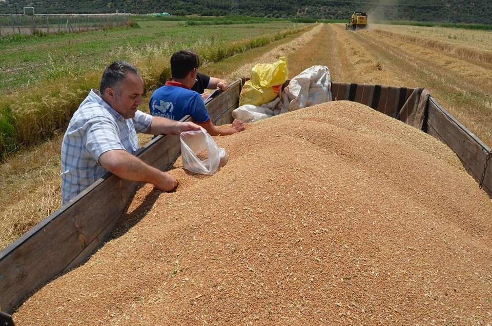 Buharkent’te buğday hasadı başladı
