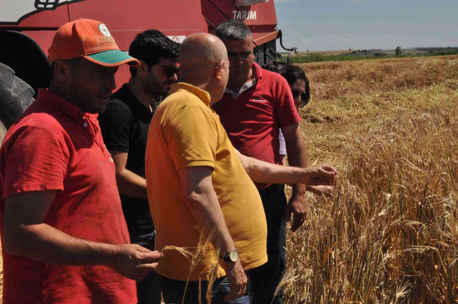 Edirne’de arpa hasadı başladı
