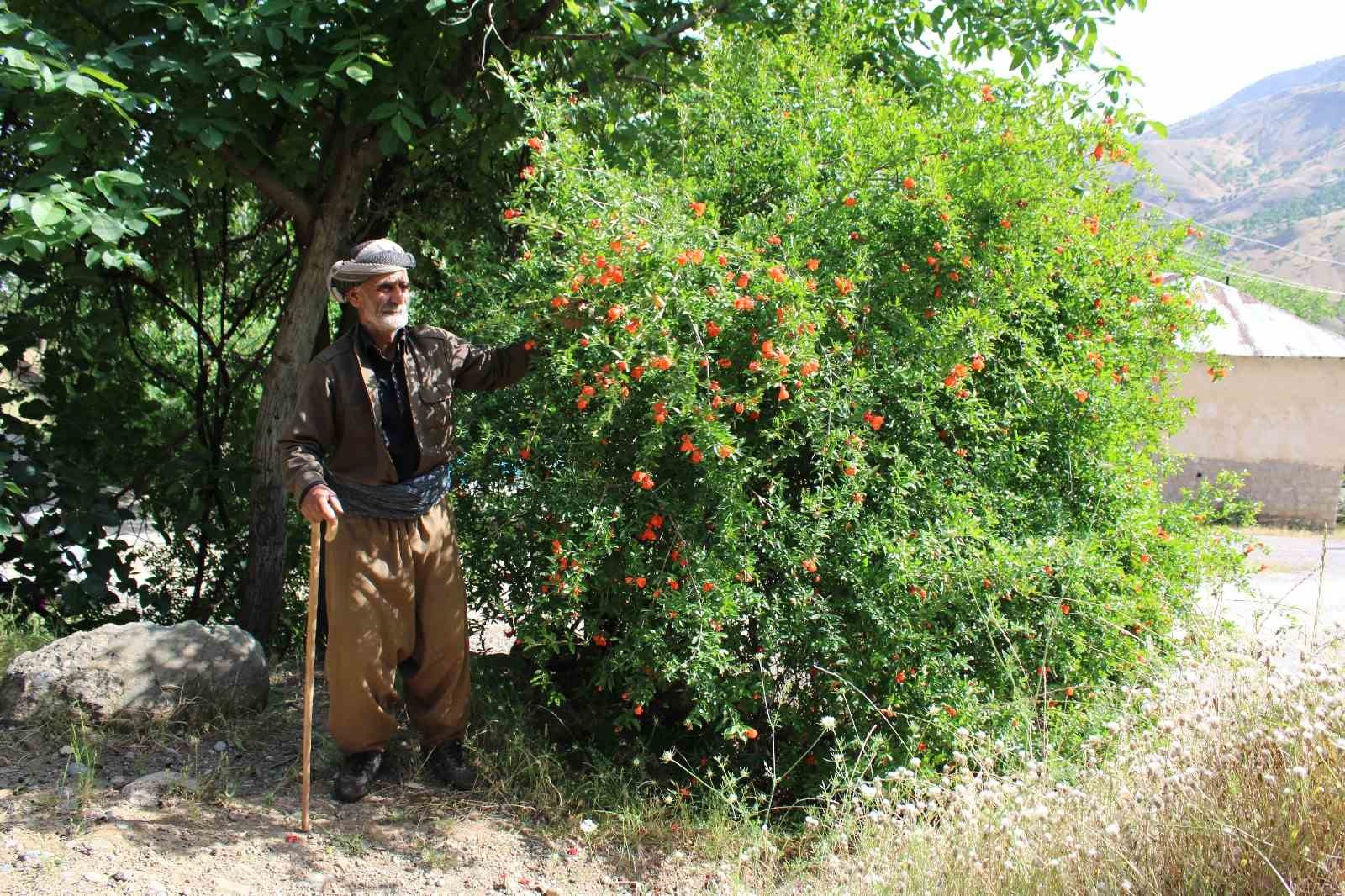 Derecik’te Tekin kardeşler ‘berdel’ ve maddi imkansızlıklar yüzünden hiç evlenemedi
