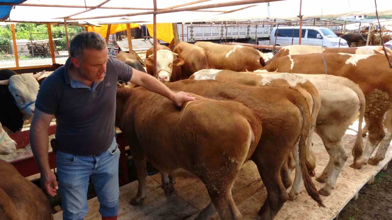 Kurban pazarlarında sıkı pazarlıklar başladı
