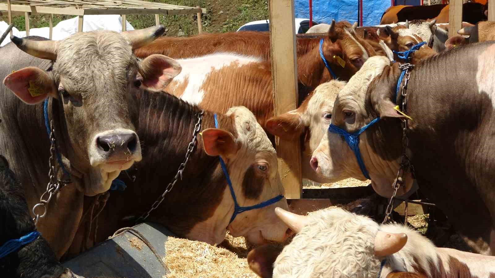 Kurban pazarlarında sıkı pazarlıklar başladı
