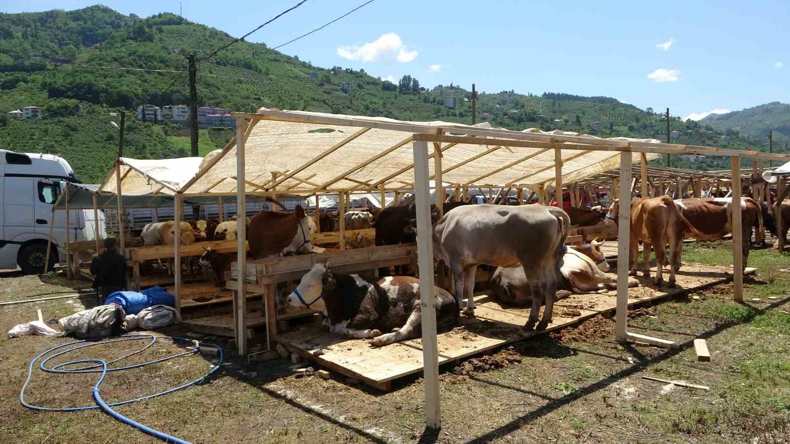 Kurban pazarlarında sıkı pazarlıklar başladı
