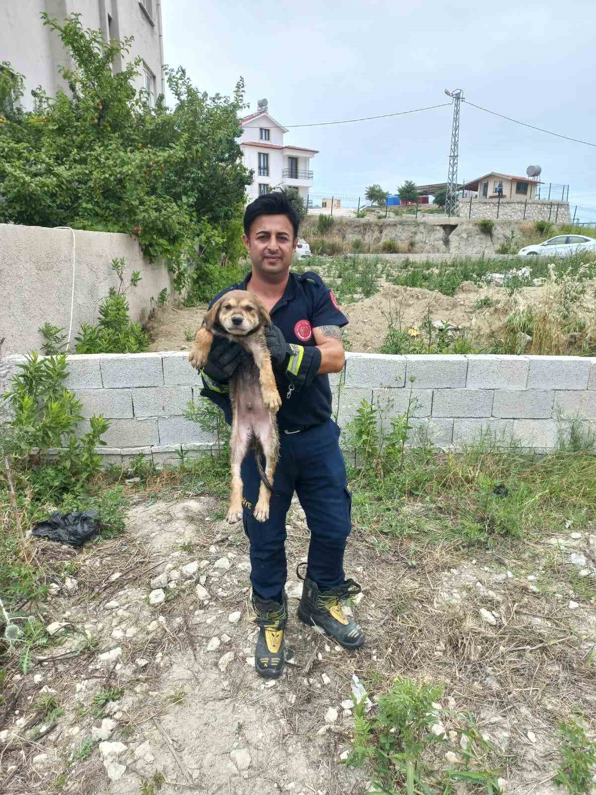 Samandağ’da çukura düşen köpek kurtarıldı
