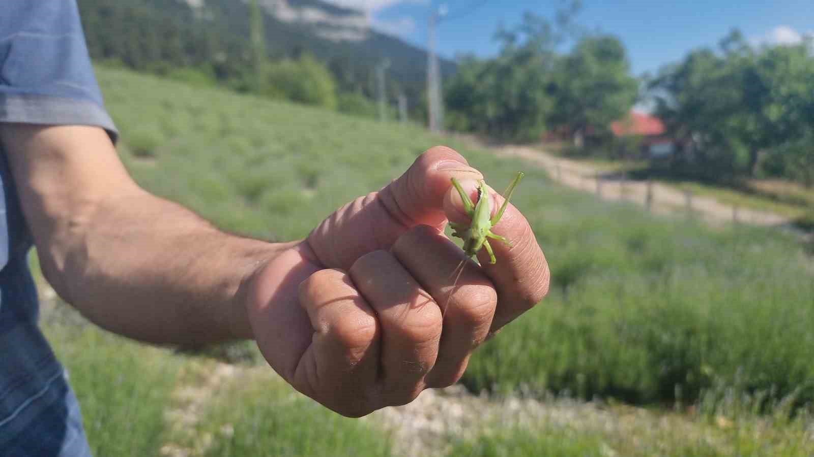 Lavanta üreticilerinin başı çekirgelerle dertte
