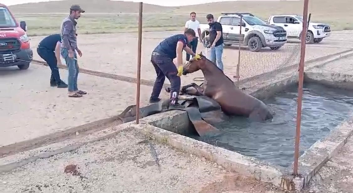 Sahipsiz at, atık petrol kuyusuna düştü
