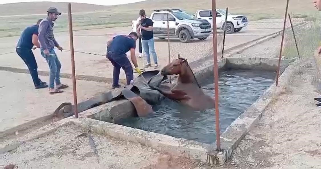 Sahipsiz at, atık petrol kuyusuna düştü
