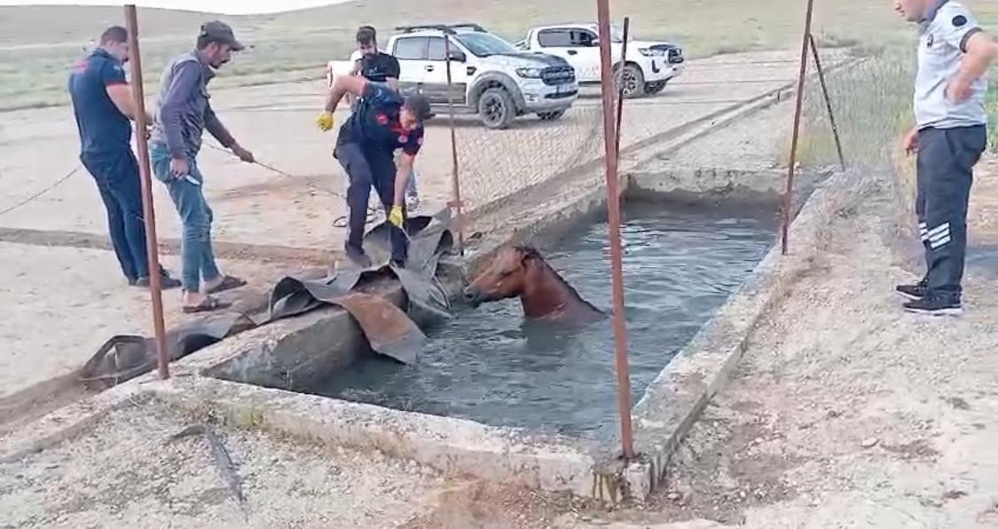 Sahipsiz at, atık petrol kuyusuna düştü
