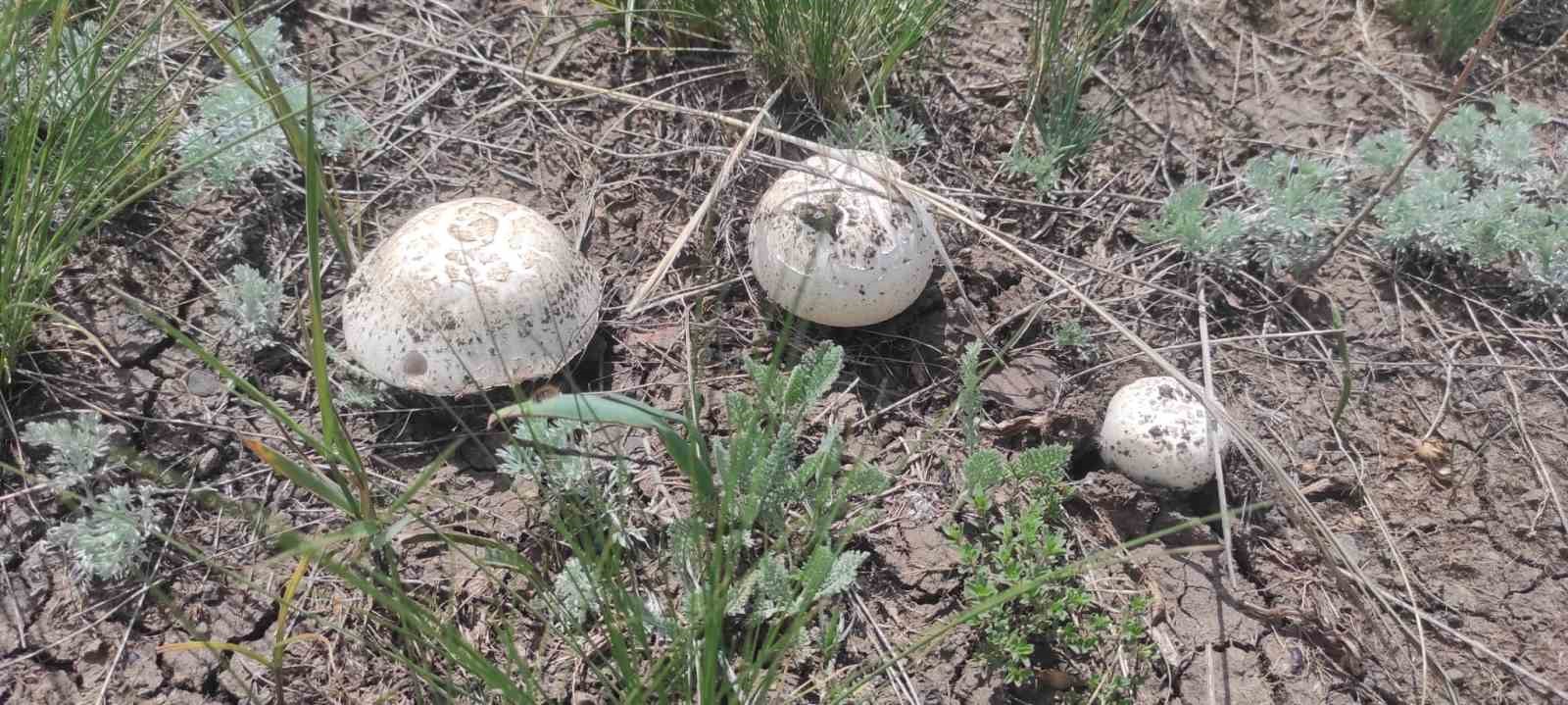 Kars’ta yağışların ardından mantar bereketi
