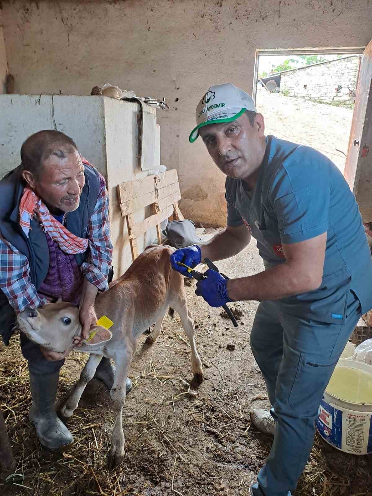 Koçarlı’da büyükbaş hayvanların aşılanması devam ediyor
