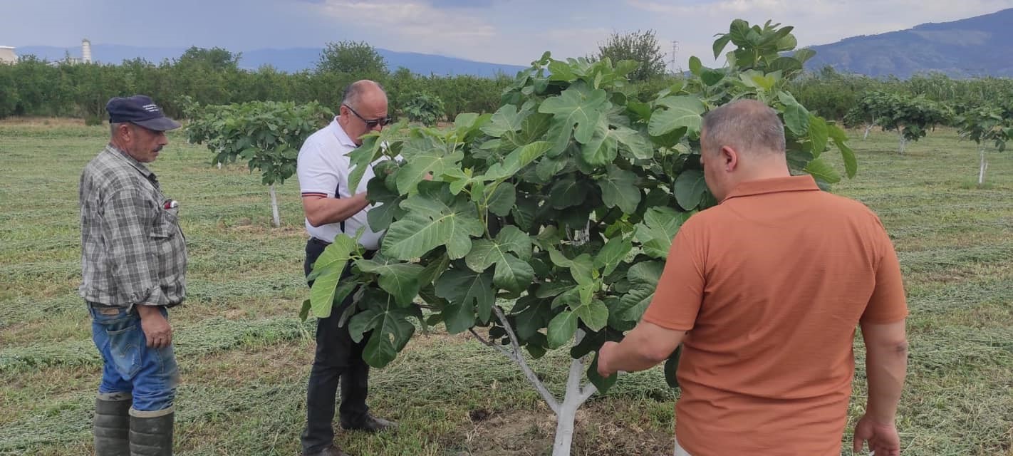 Kuyucak’ta incir bahçelerinde hastalık ve zararlı kontrolü yapıldı
