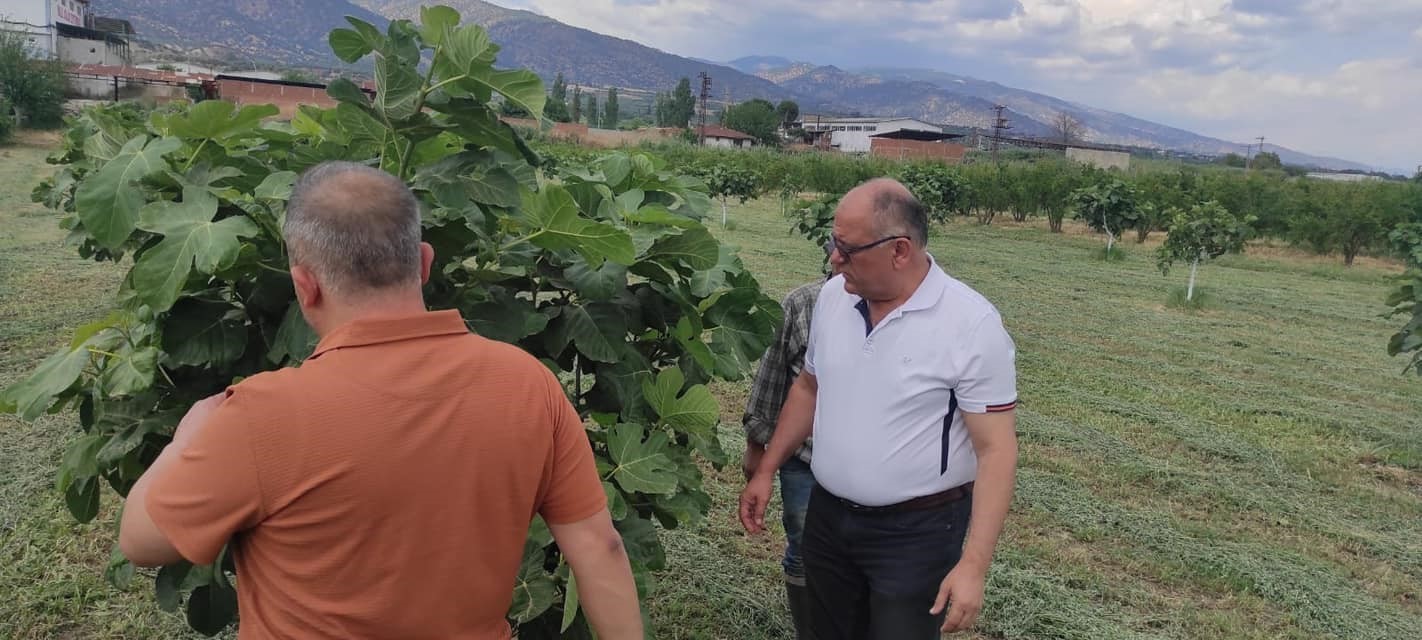 Kuyucak’ta incir bahçelerinde hastalık ve zararlı kontrolü yapıldı
