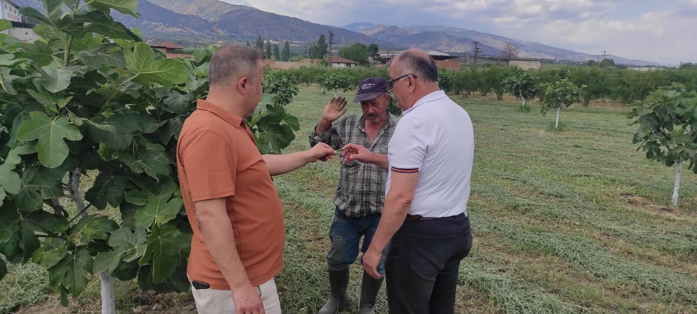 Kuyucak’ta incir bahçelerinde hastalık ve zararlı kontrolü yapıldı
