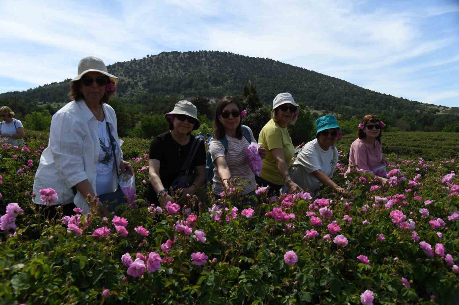 Uluslararası Isparta Gül Festivali gül hasadıyla renklendi
