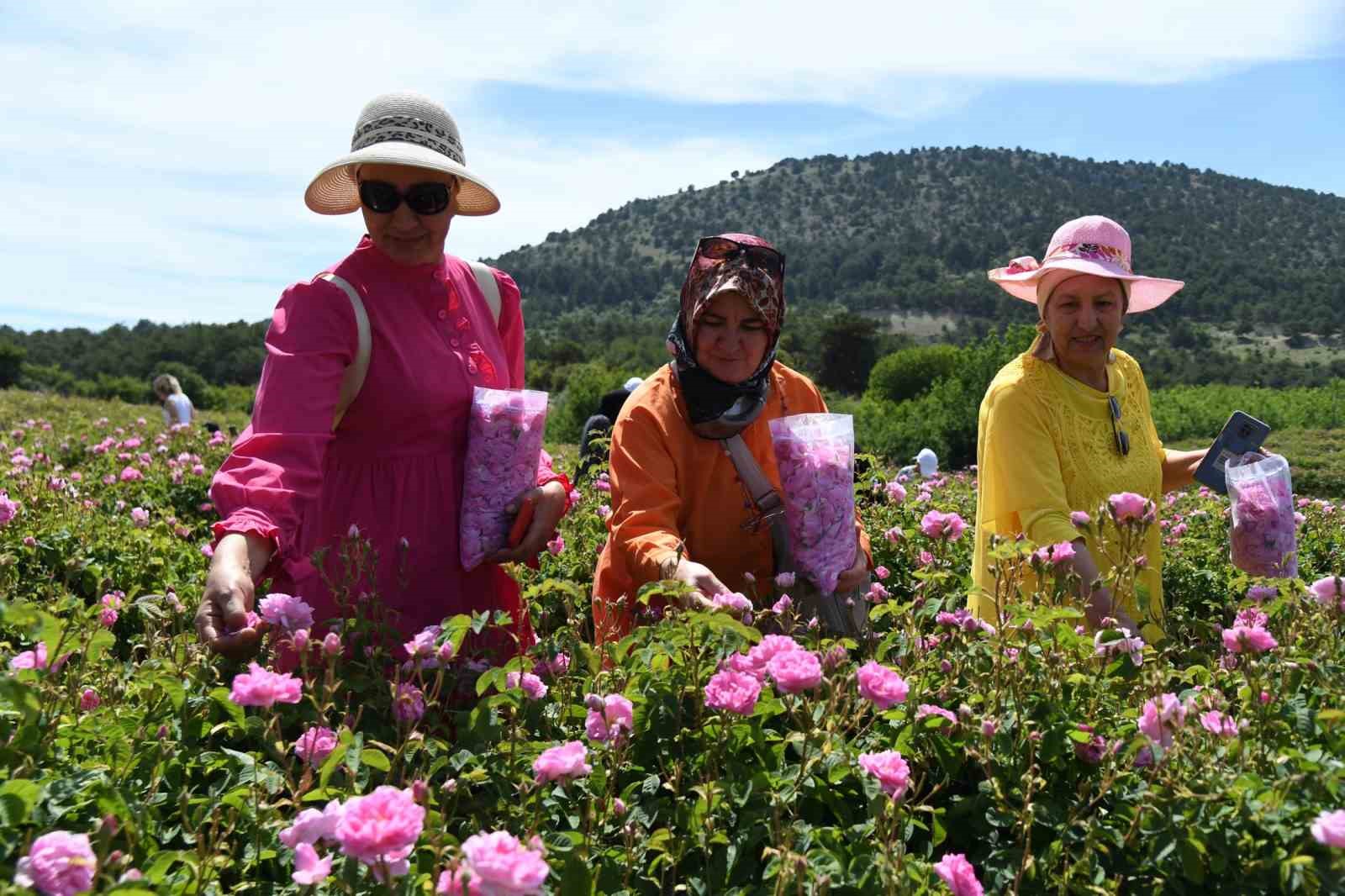 Uluslararası Isparta Gül Festivali gül hasadıyla renklendi
