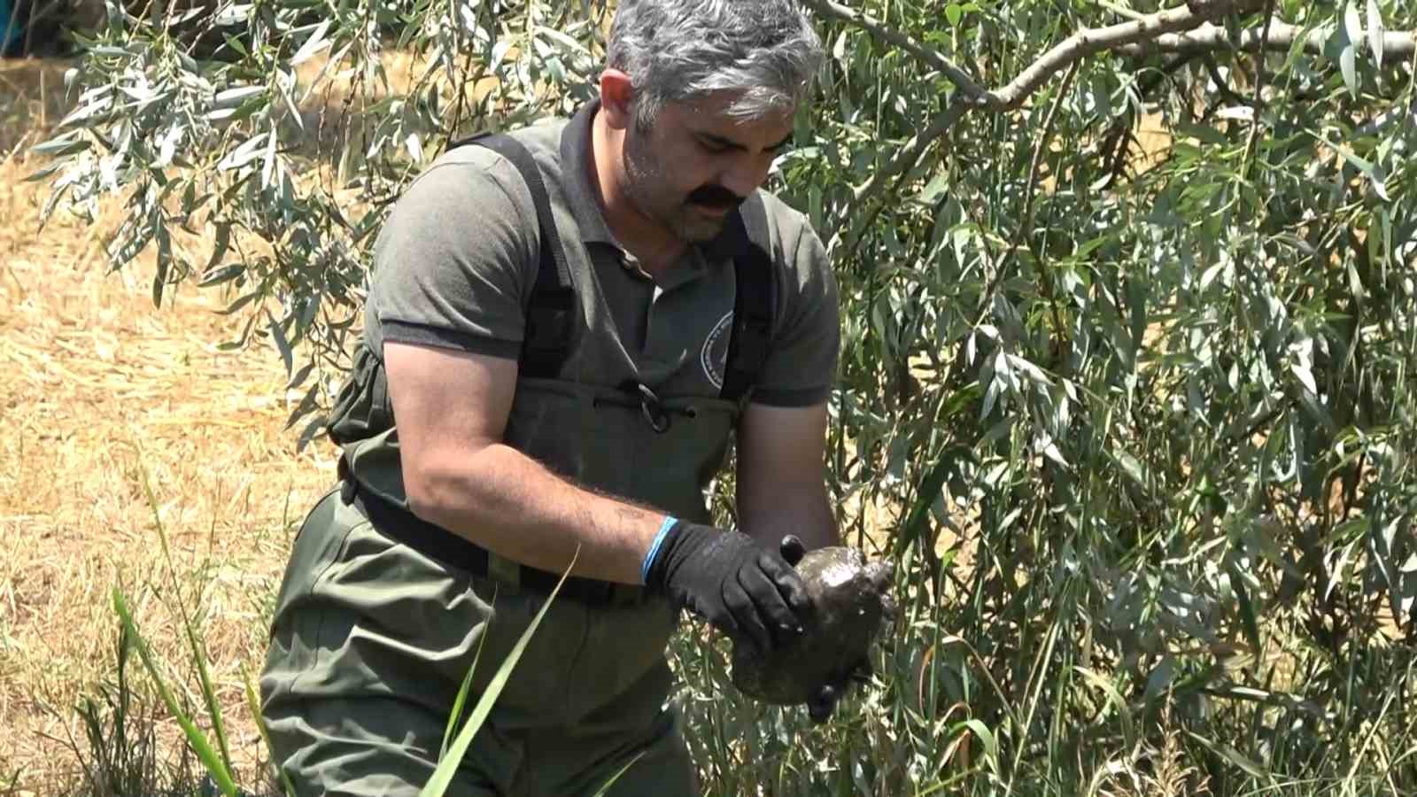 Yalova’da ıslah çalışması yapılan deredeki kaplumbağalar nakledildi
