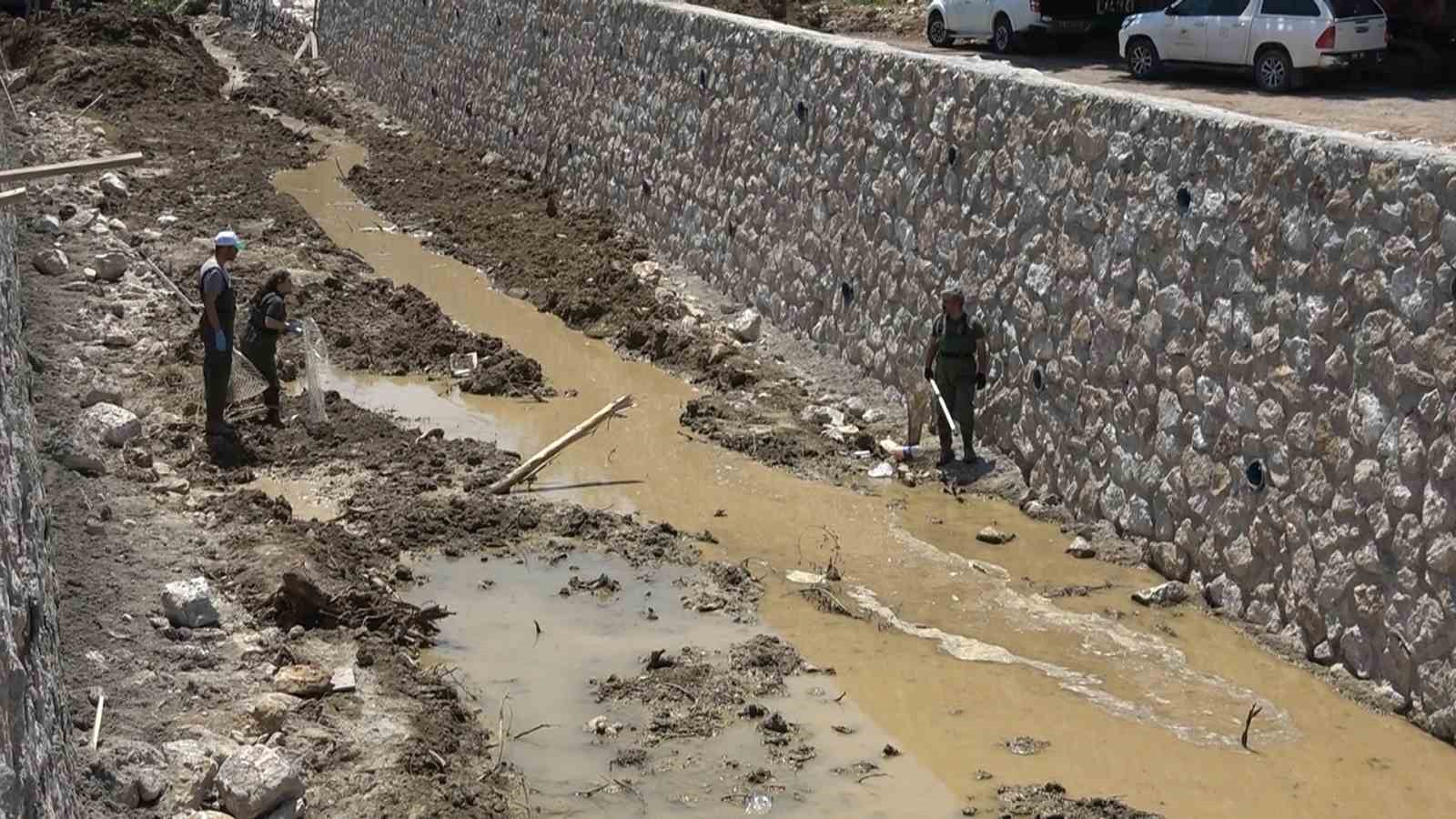 Yalova’da ıslah çalışması yapılan deredeki kaplumbağalar nakledildi
