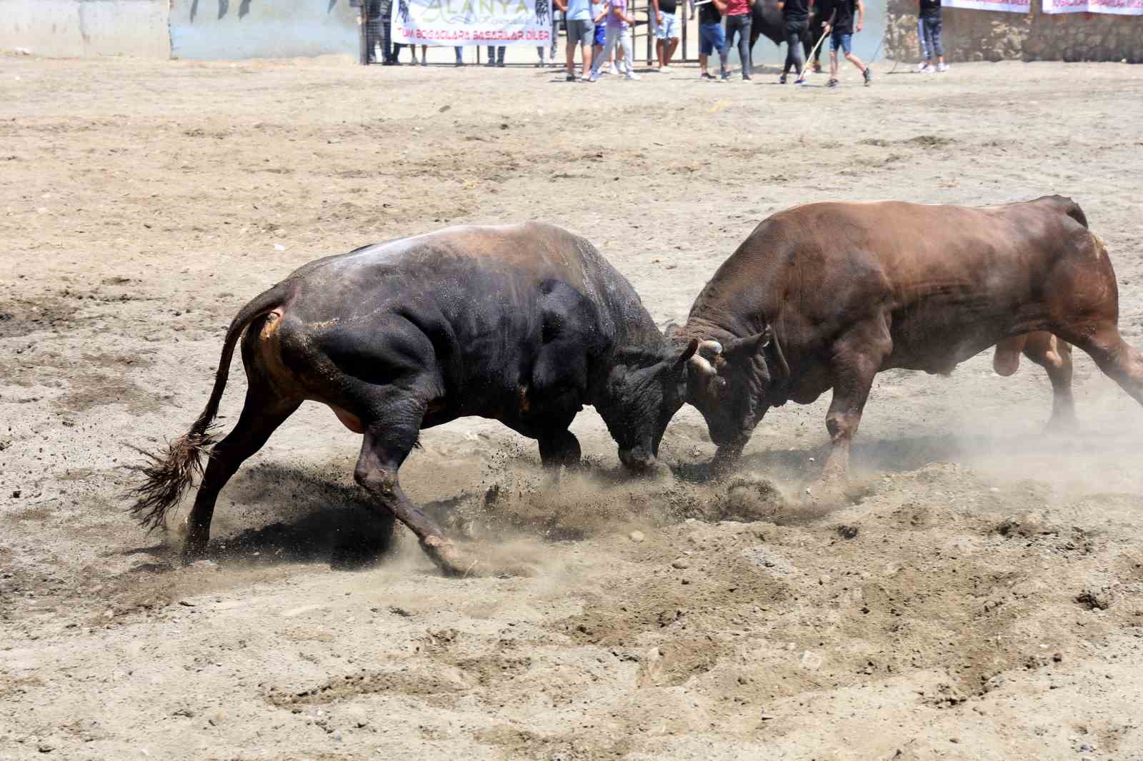 Ula arenasında yılın ilk boğa güreşi
