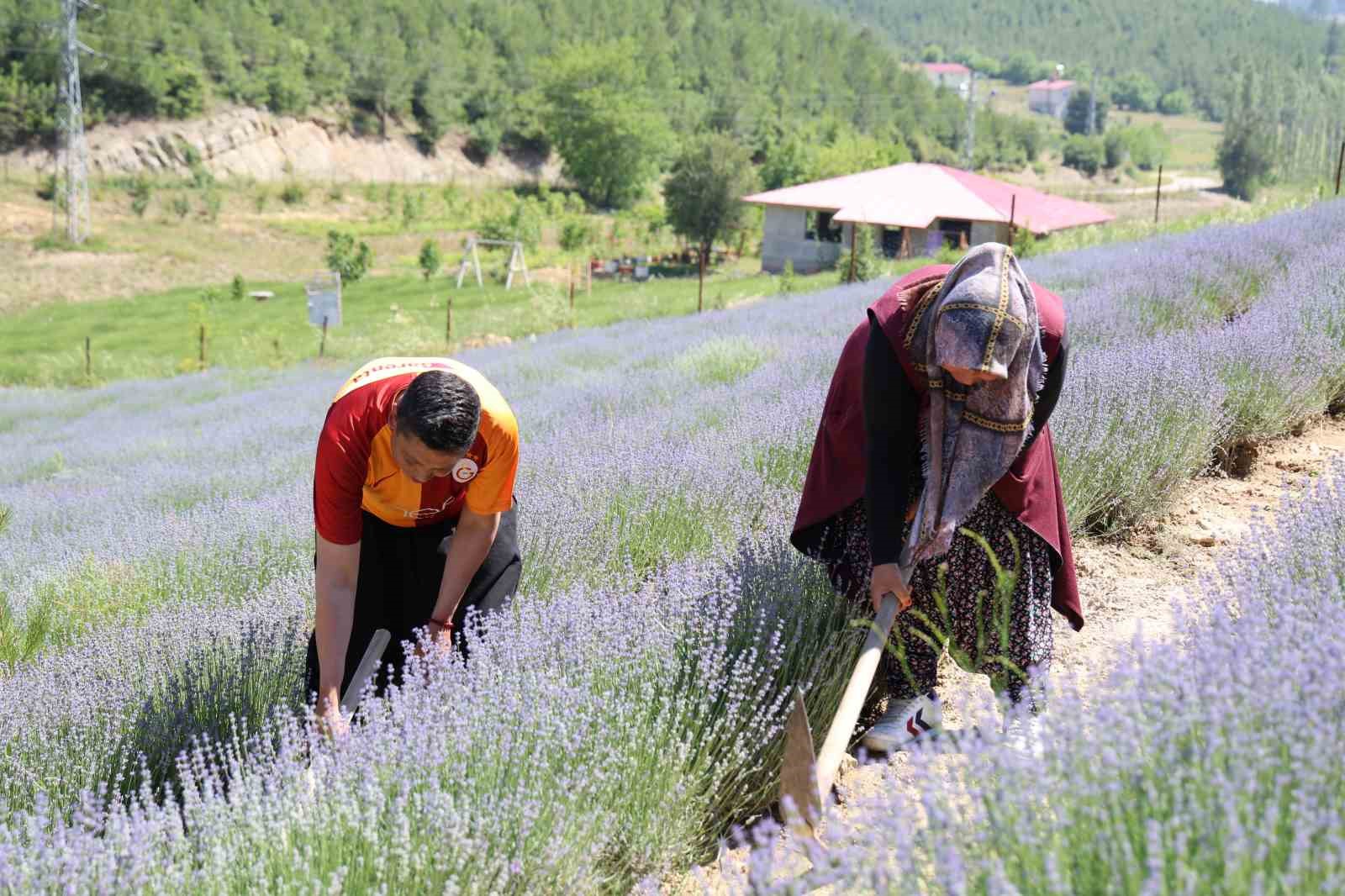 Tarlalar mor gelinliğini giydi, ziyaretçi için geri sayım başladı
