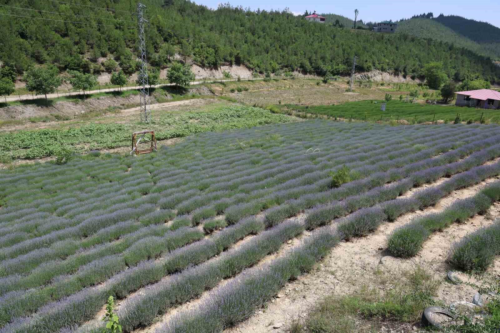 Tarlalar mor gelinliğini giydi, ziyaretçi için geri sayım başladı
