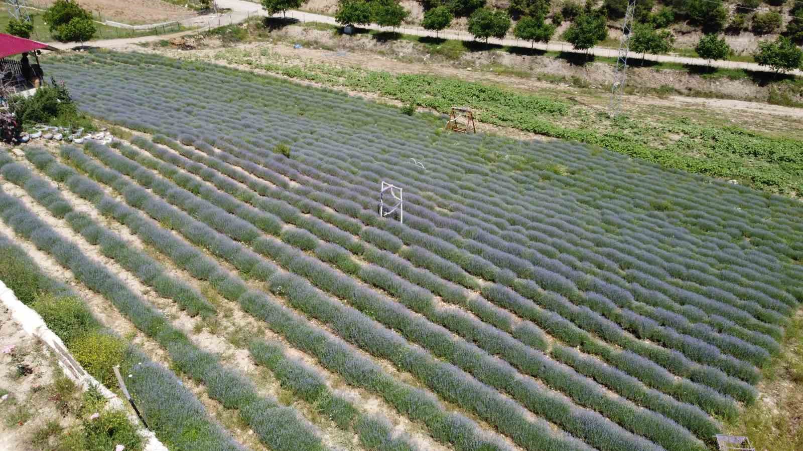 Tarlalar mor gelinliğini giydi, ziyaretçi için geri sayım başladı
