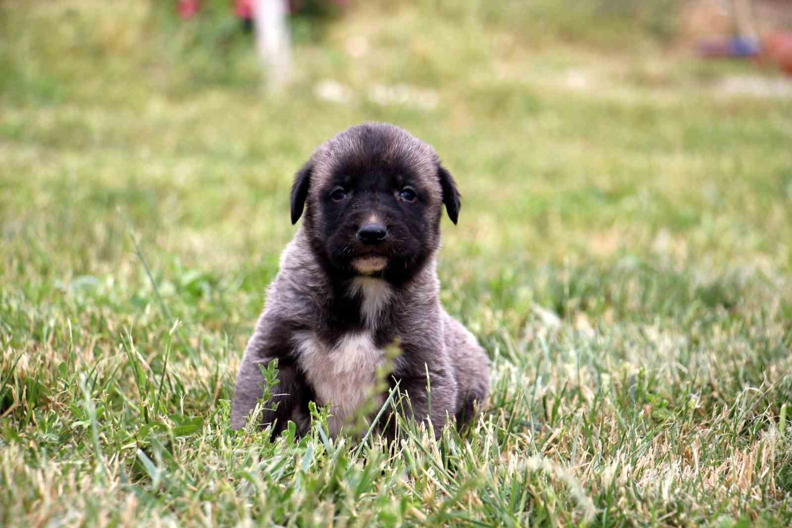 Uzmanı açıkladı, sokak köpeği sorununun çözümü doğru çiftleştirmeden geçiyor
