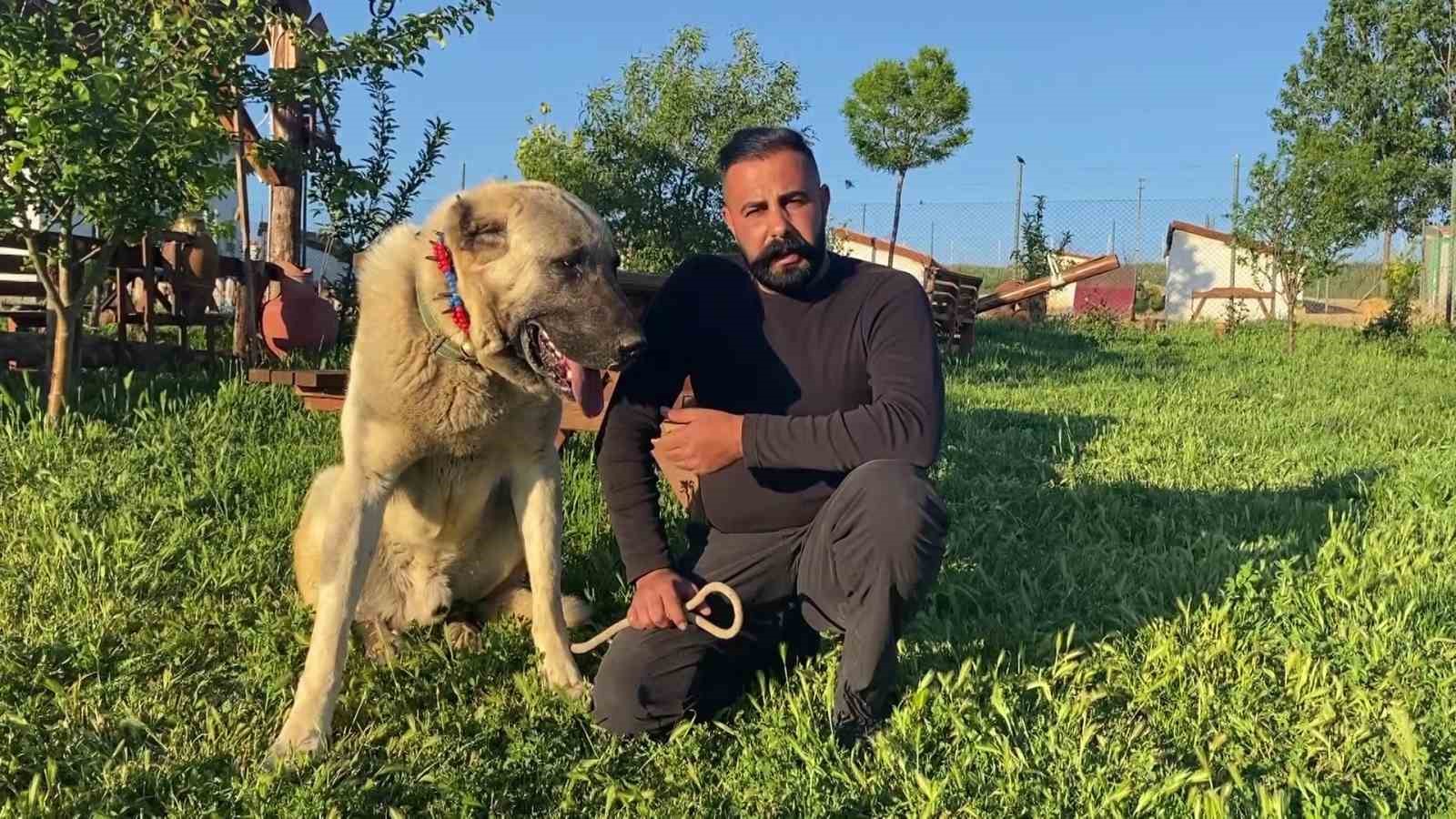 Uzmanı açıkladı, sokak köpeği sorununun çözümü doğru çiftleştirmeden geçiyor
