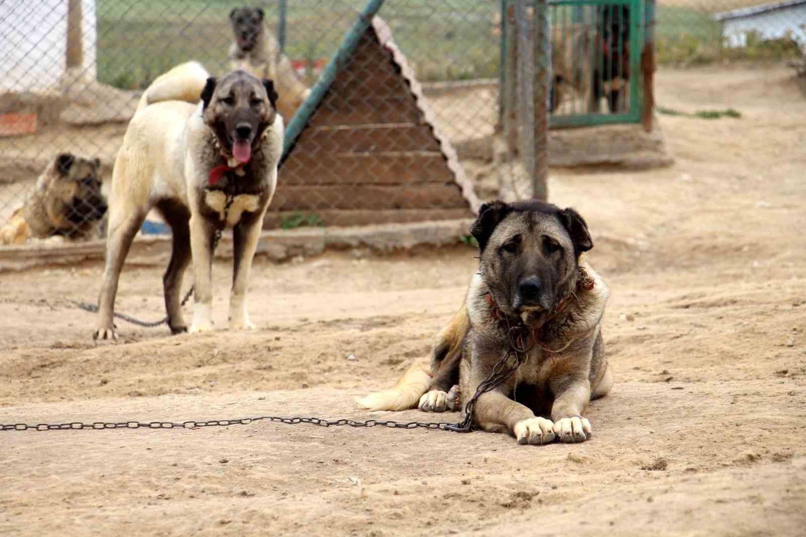 Uzmanı açıkladı, sokak köpeği sorununun çözümü doğru çiftleştirmeden geçiyor
