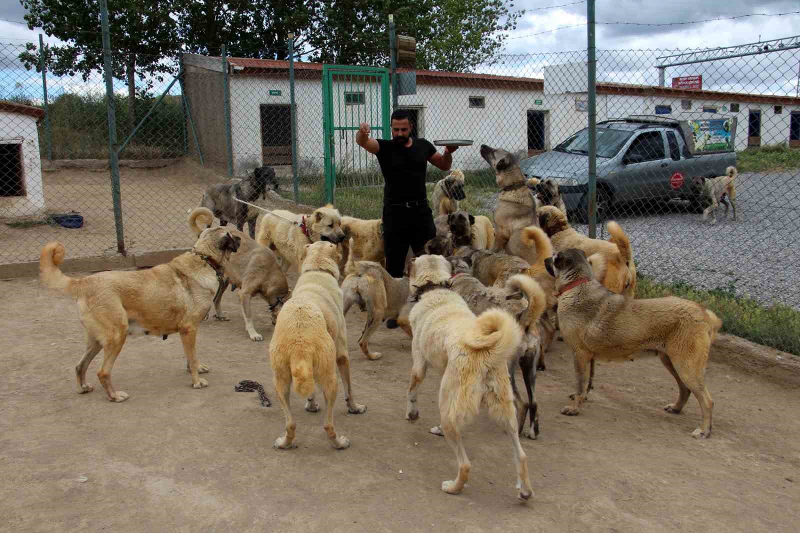 Uzmanı açıkladı, sokak köpeği sorununun çözümü doğru çiftleştirmeden geçiyor
