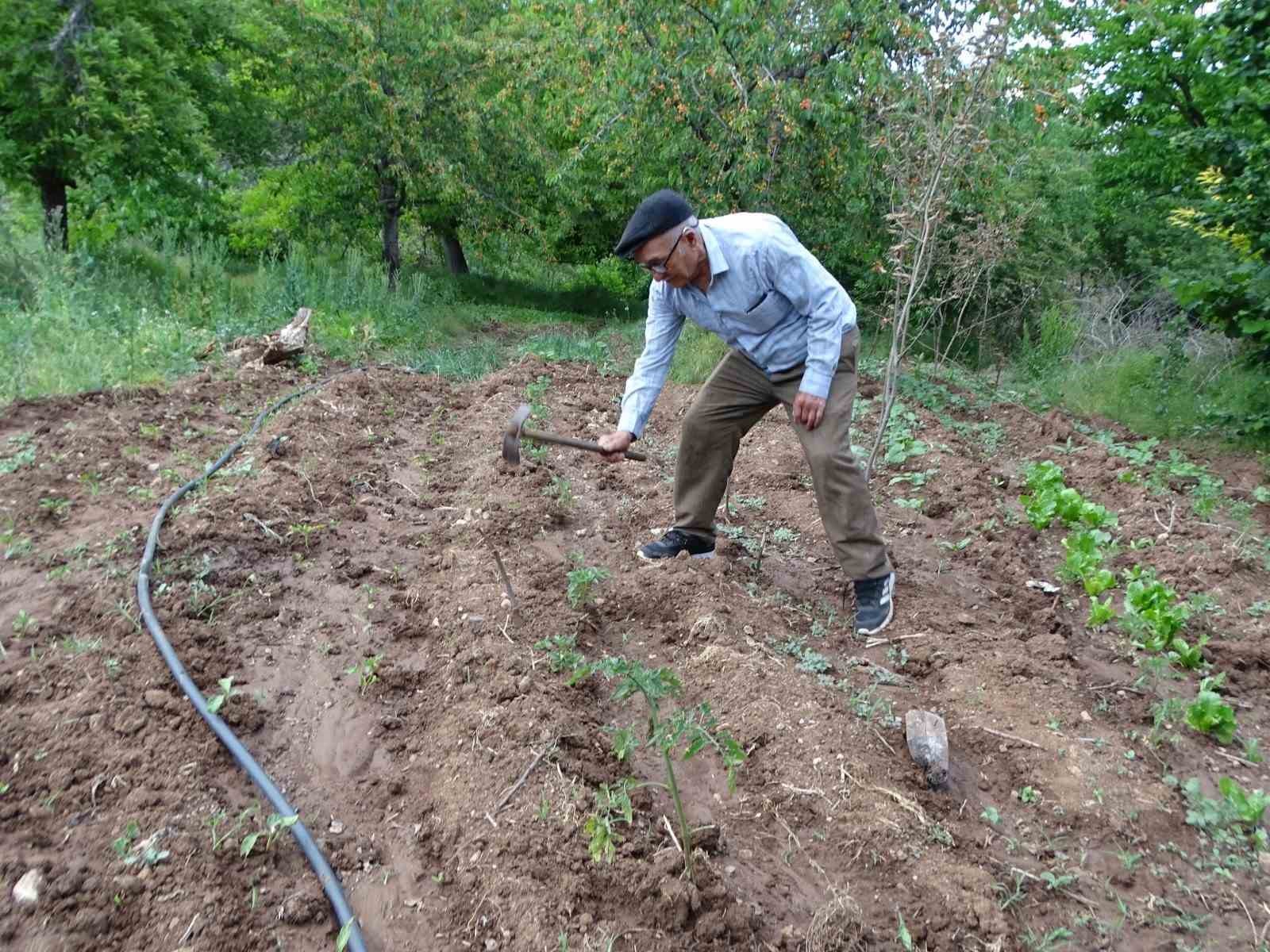 Meyve bahçesinin bakımını tek başına yapıyor
