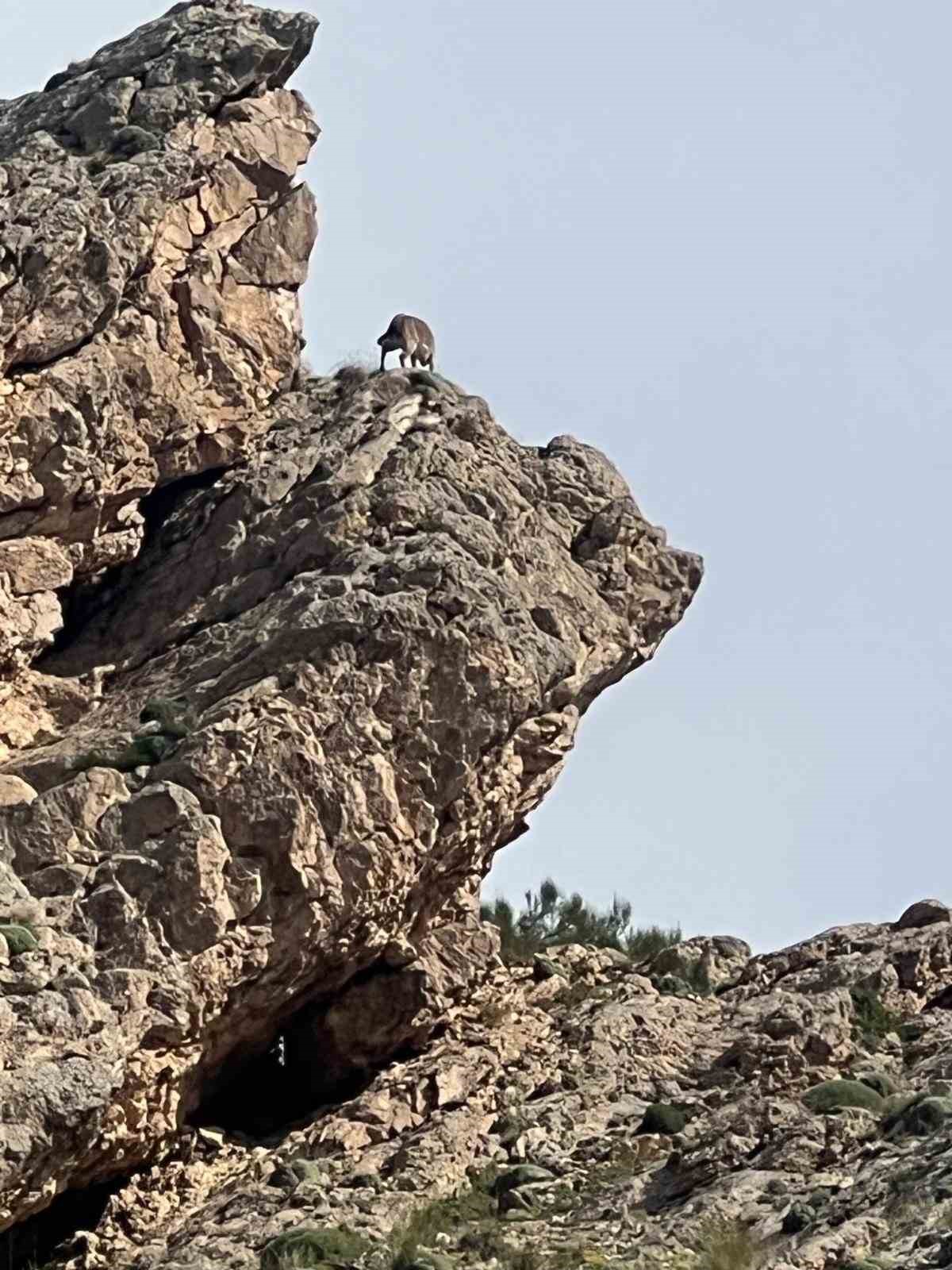 Ağrı’da kayaların usta tırmanıcısı dağ keçisi görüldü
