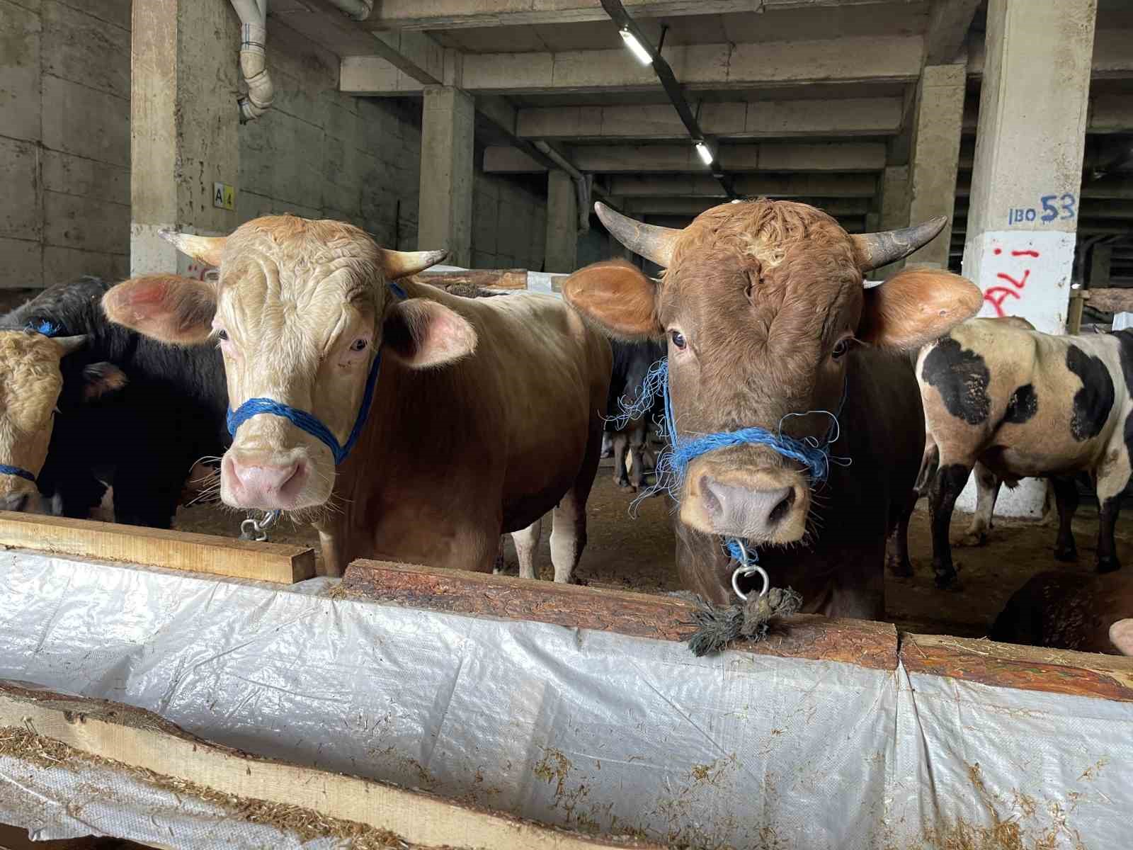 Rize’de kurbanlıklar alıcılarını bekliyor
