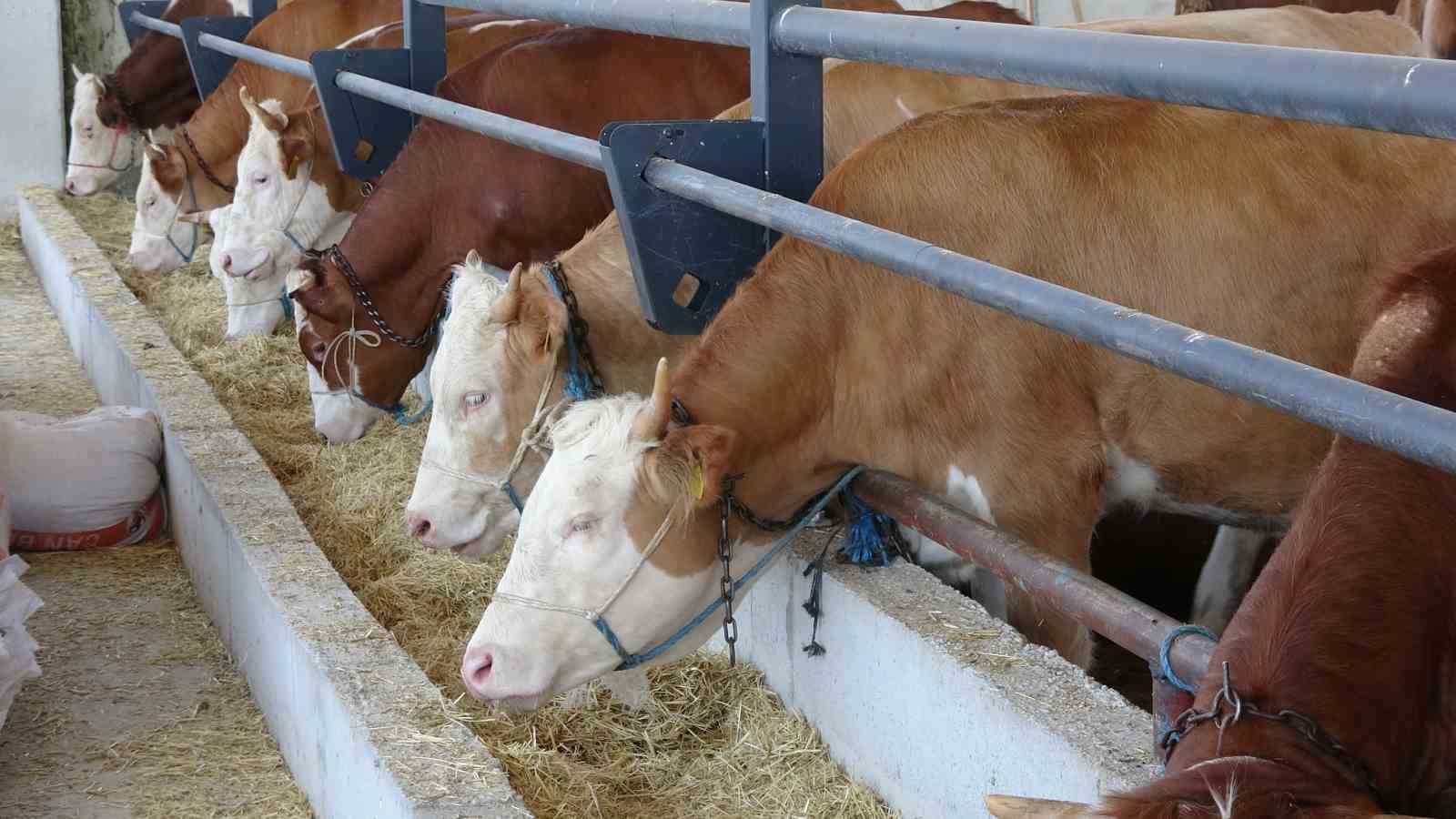 Yozgat’ta kurbanlıklar görücüye çıktı ancak gören yok
