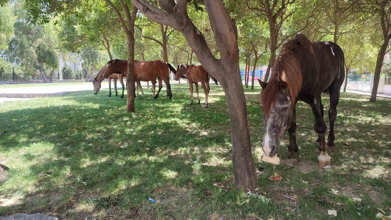 Sıcaktan bunalan yılkı atları çocuk parkına indi
