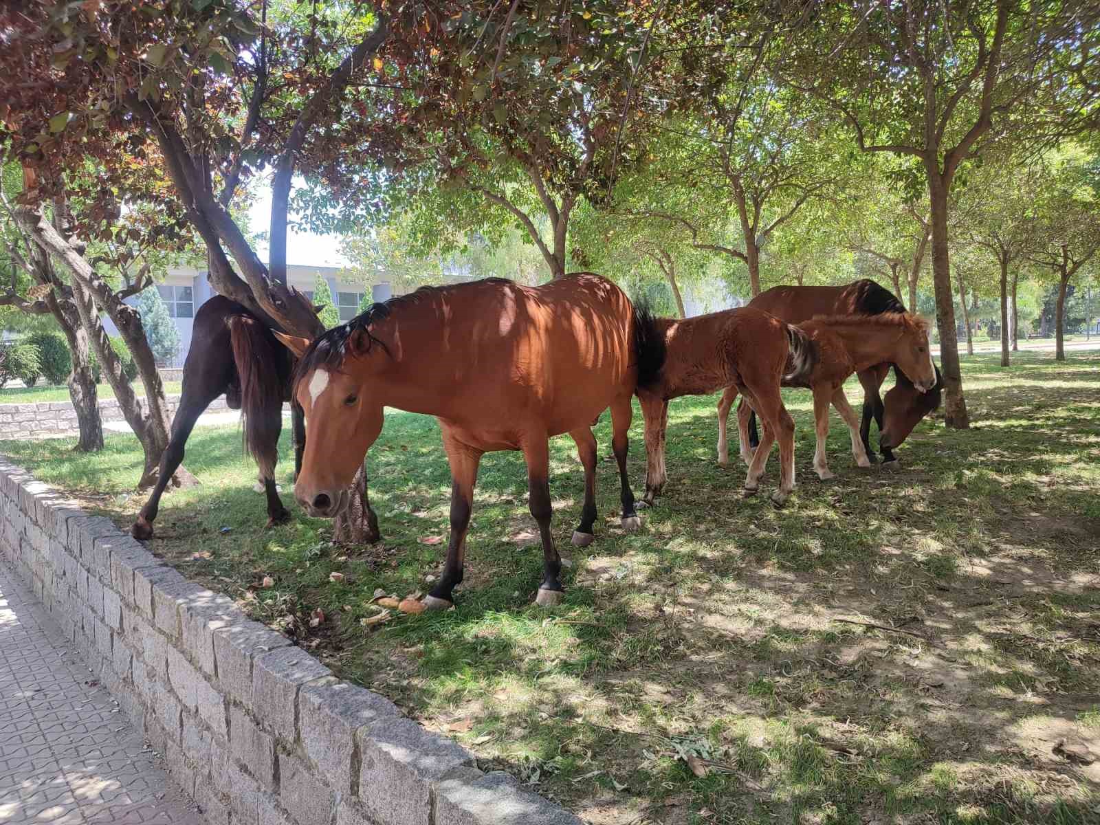 Sıcaktan bunalan yılkı atları çocuk parkına indi
