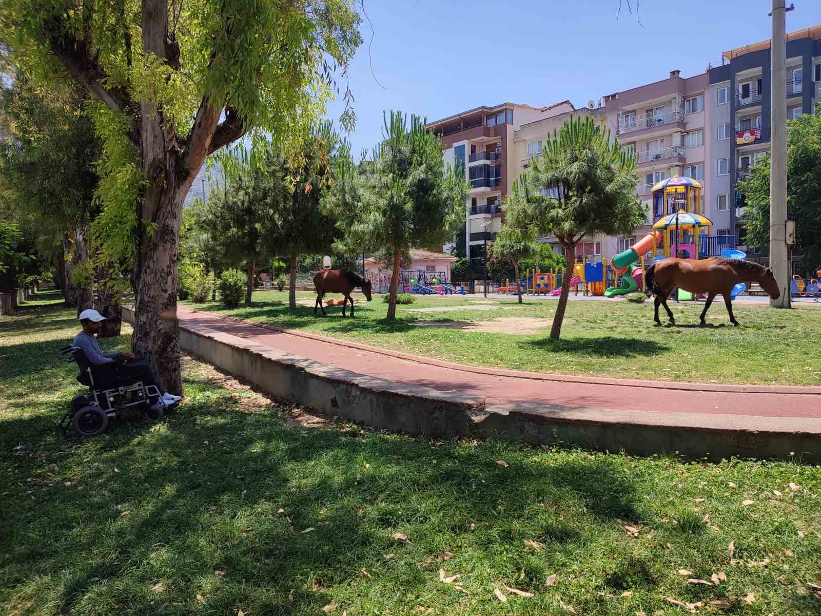 Sıcaktan bunalan yılkı atları çocuk parkına indi
