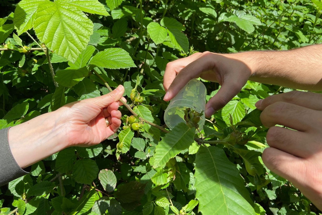 Kestane ormanlarına savaşçı böcekler bırakıldı
