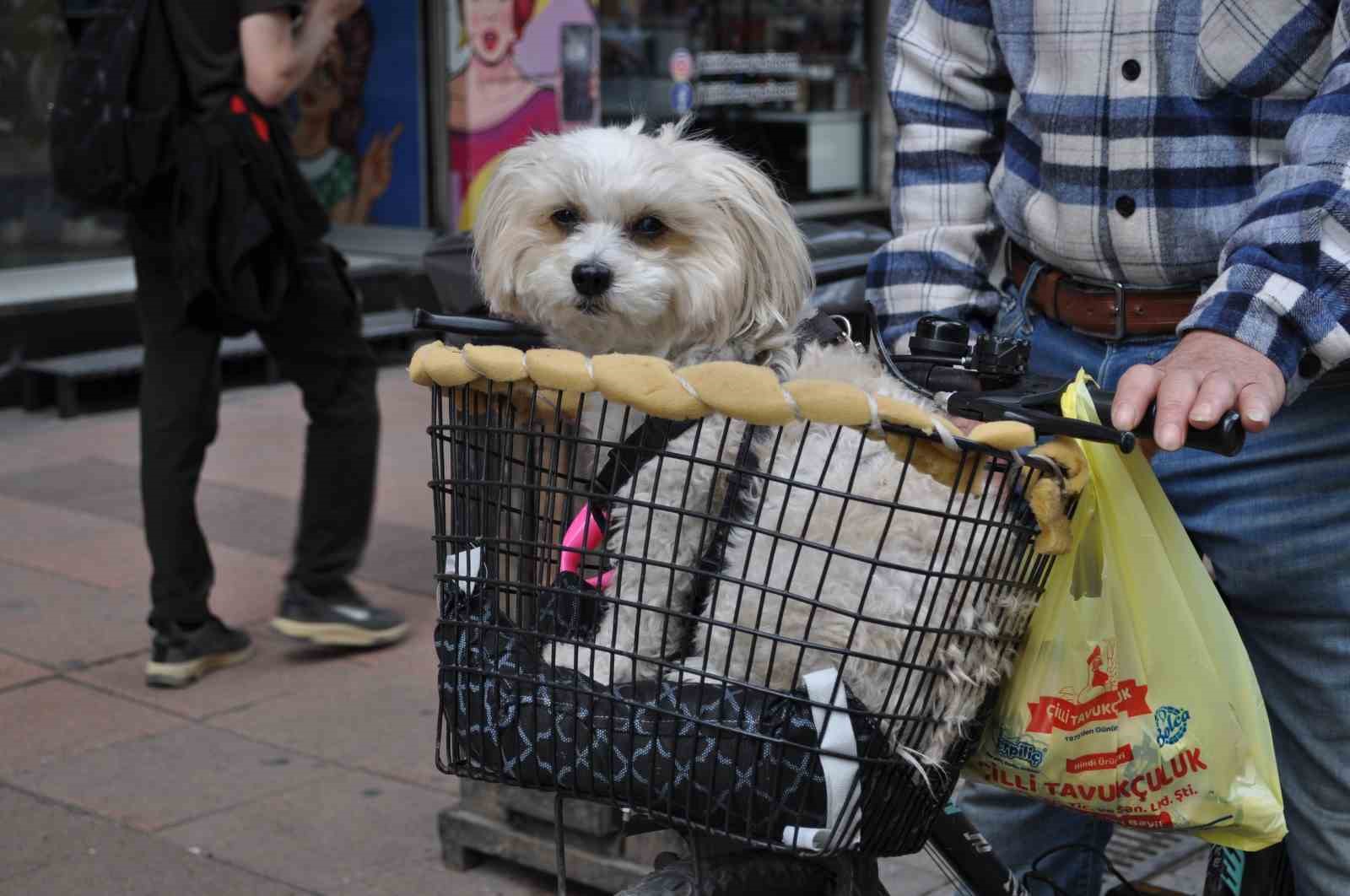 Köpeğini bisikletinin sepetine koyup güzel havanın tadını çıkardı
