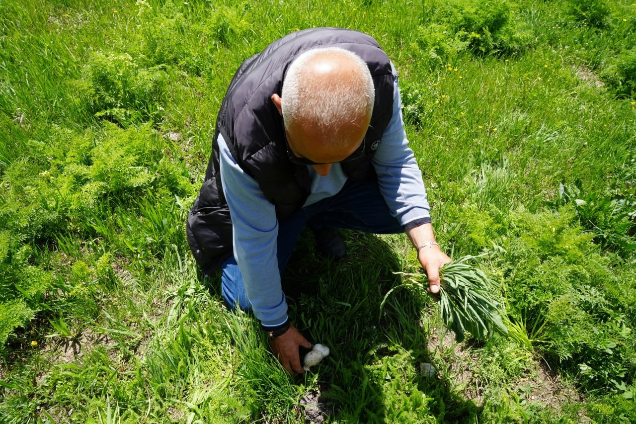 Bayburt’ta protein deposu mantarın ve bin bir derde deva çaşır otunun zorlu mesaisi
