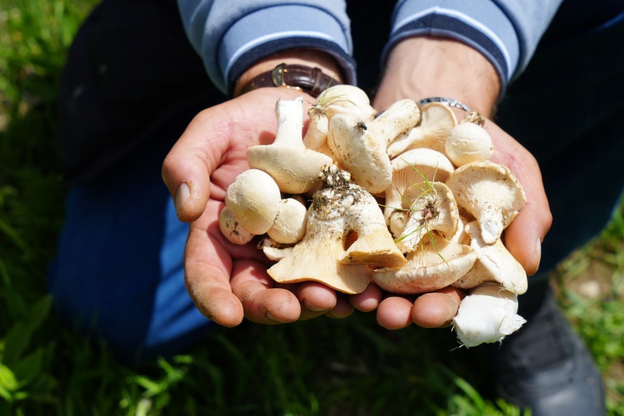 Bayburt’ta protein deposu mantarın ve bin bir derde deva çaşır otunun zorlu mesaisi
