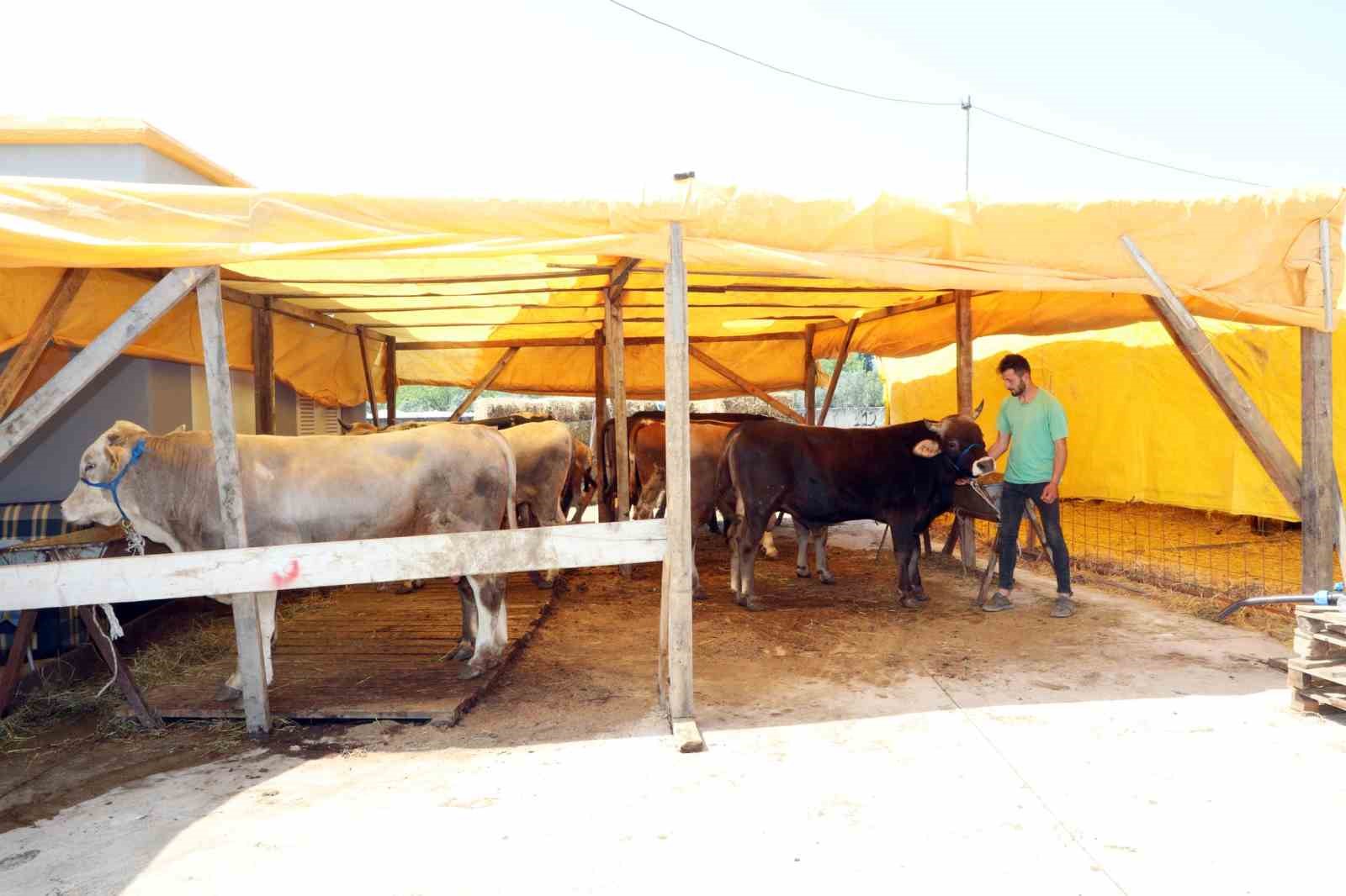 Mudanya Kurban Pazarı yeni yerinde
