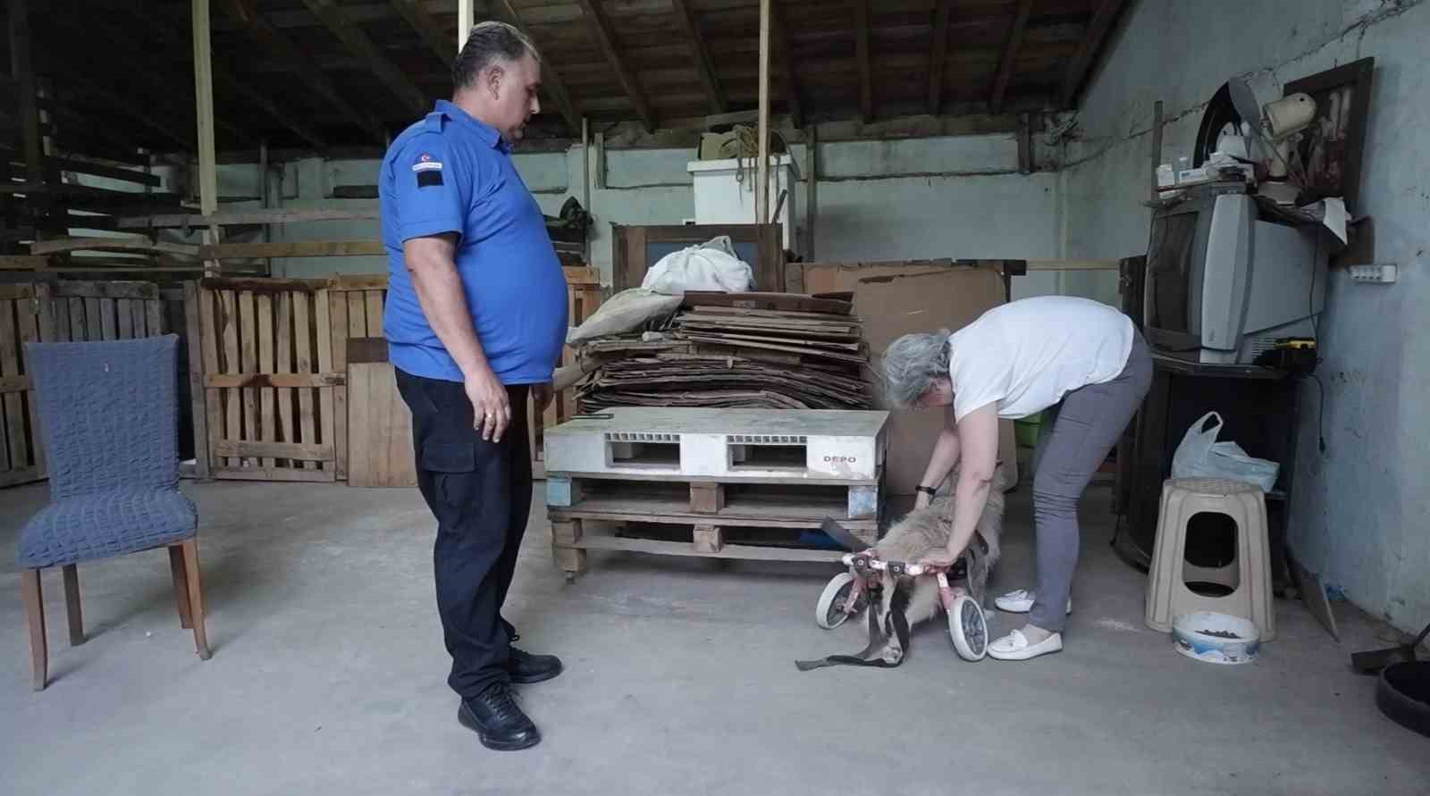 Kedi ve köpekleri için bahçeli ev kiraladılar: Hepsinin ayrı odası var
