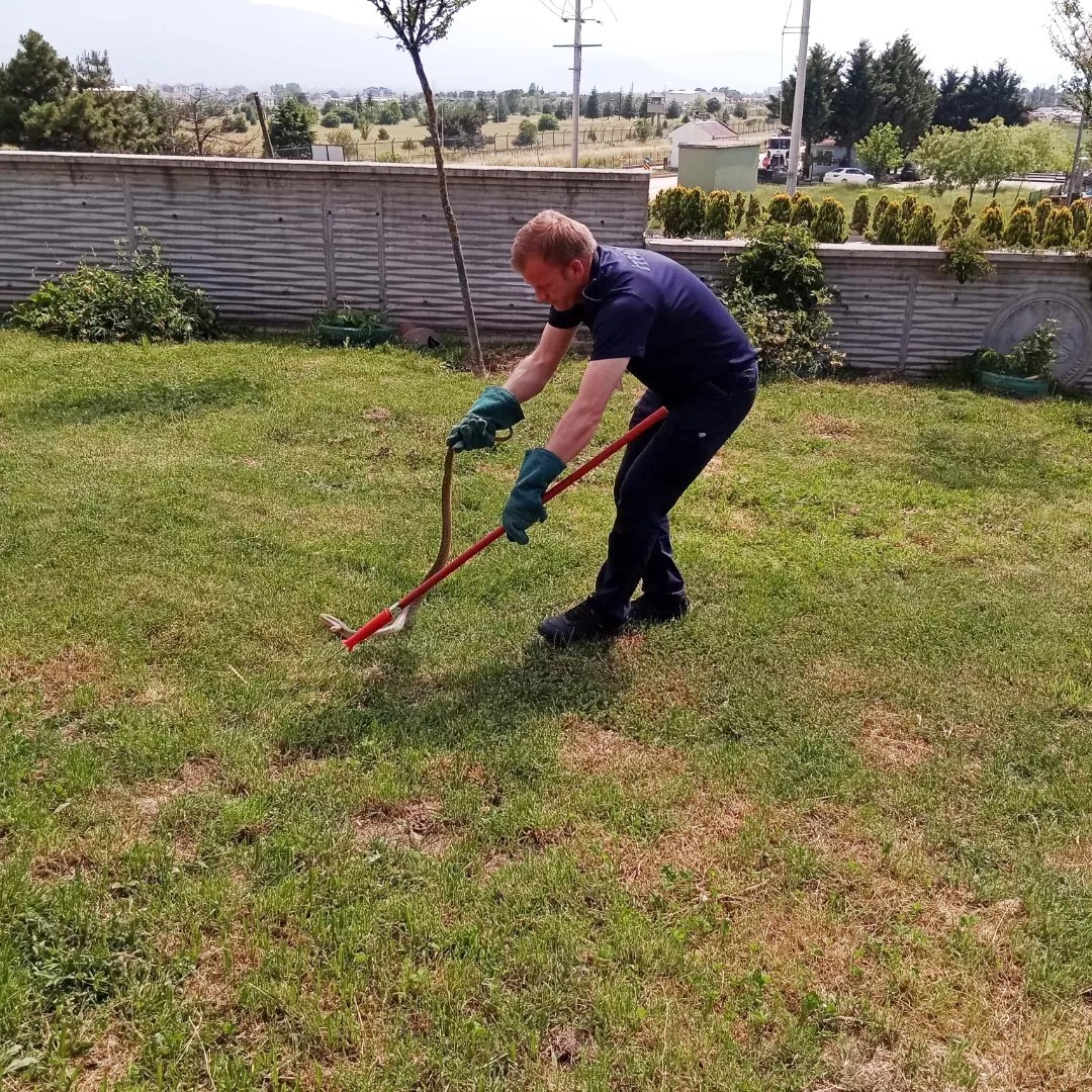 Bolu’da yılan paniği
