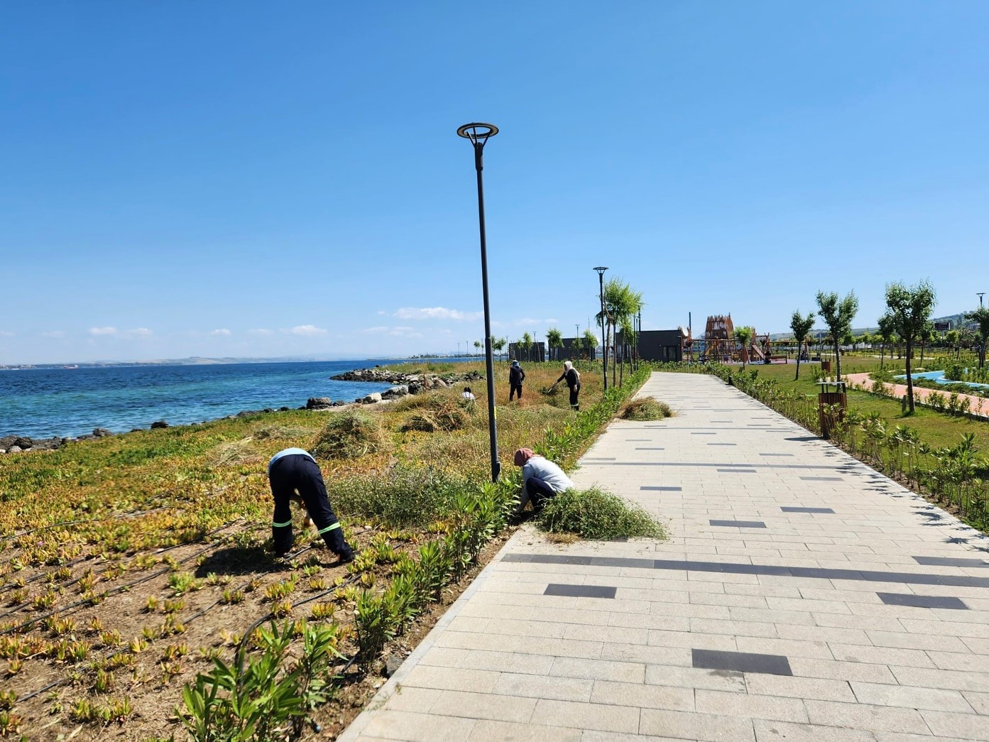 Lapseki’de yabani otlar temizleniyor
