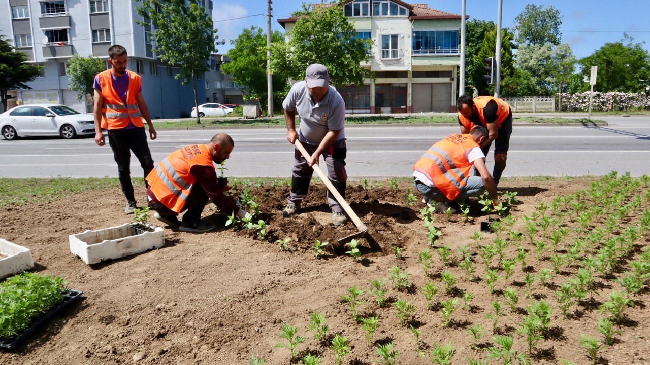 Terme Belediyesi kendi ürettiği çiçekleri dikiyor
