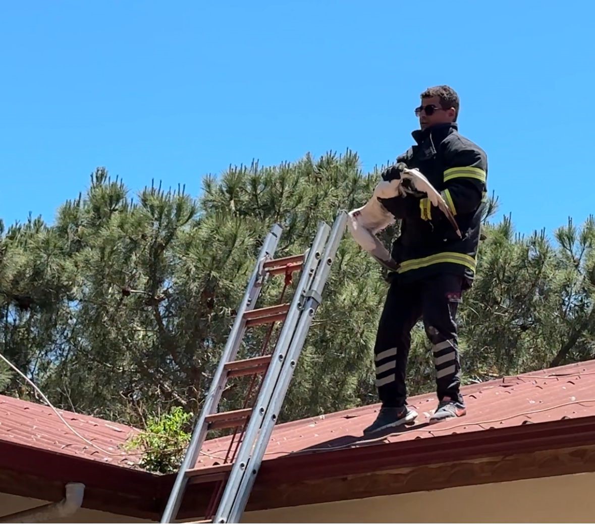 Sinop’ta paratonere sıkışan martıyı itfaiye ekipleri kurtardı
